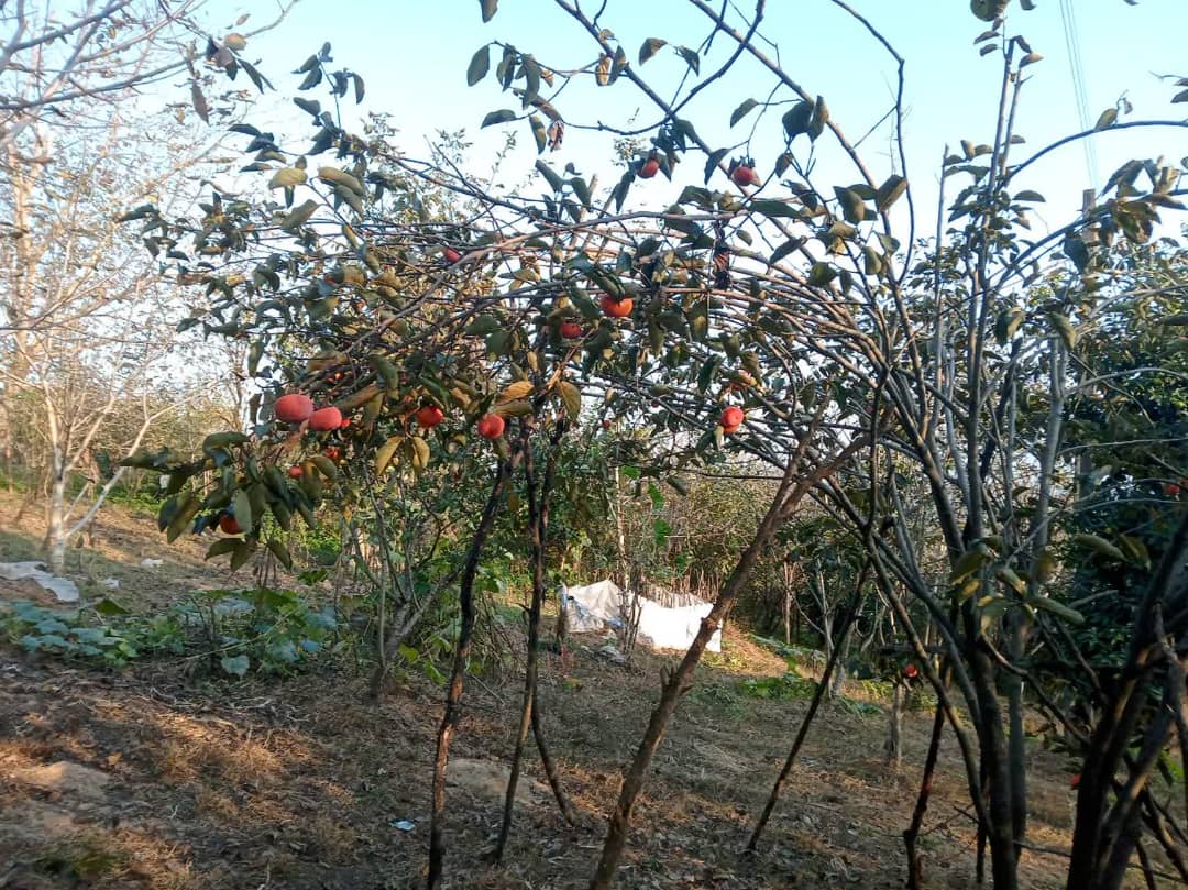 اقامتگاه مهر و یار سرا در بابل